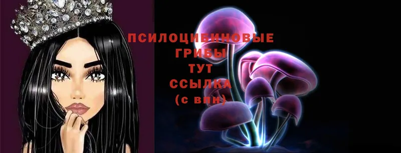 OMG сайт  Шлиссельбург  Псилоцибиновые грибы Psilocybe 